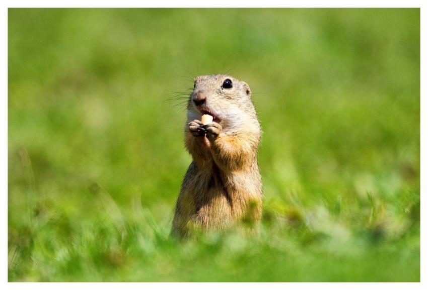 Ground Squirrel Squirrel Animal Nature