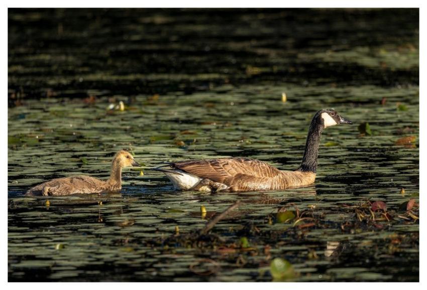 Birds Hd Free Wallpaper Wallpaper 4K