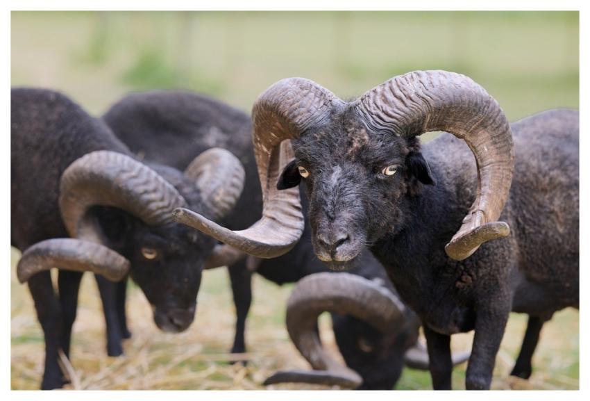 Ram Sheep Horns Black