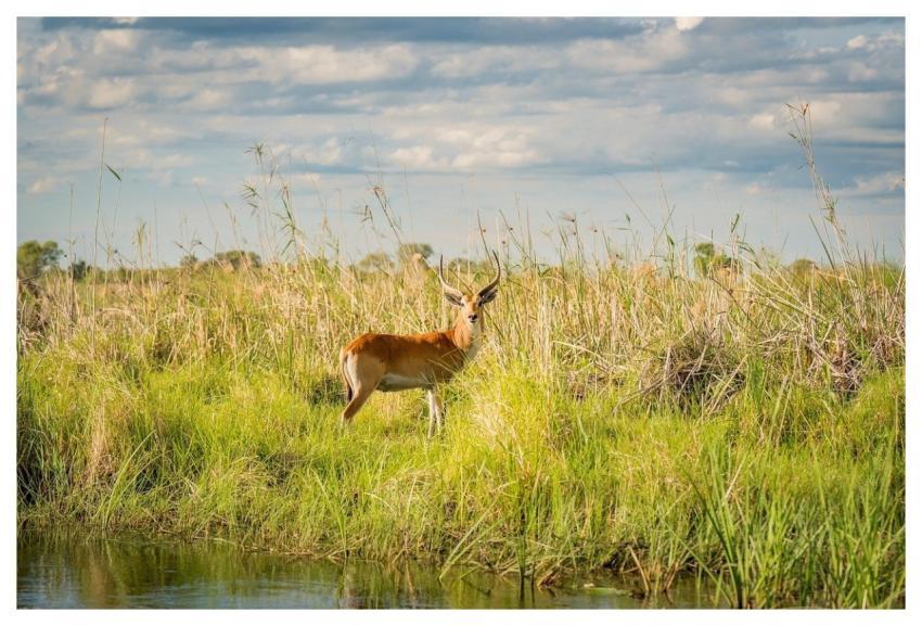 Africa Nature Safari Wildlife
