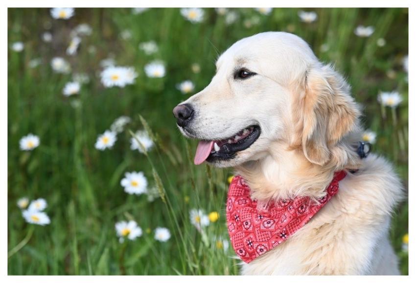 Golden Retriever Vyctorio Dog Standard Animal