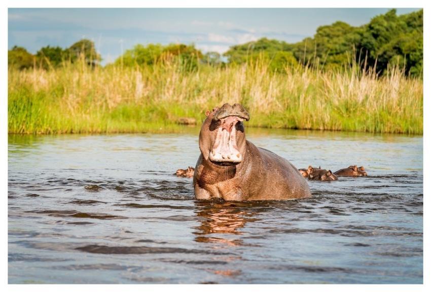 Hippopotamus Hippo Nature Water