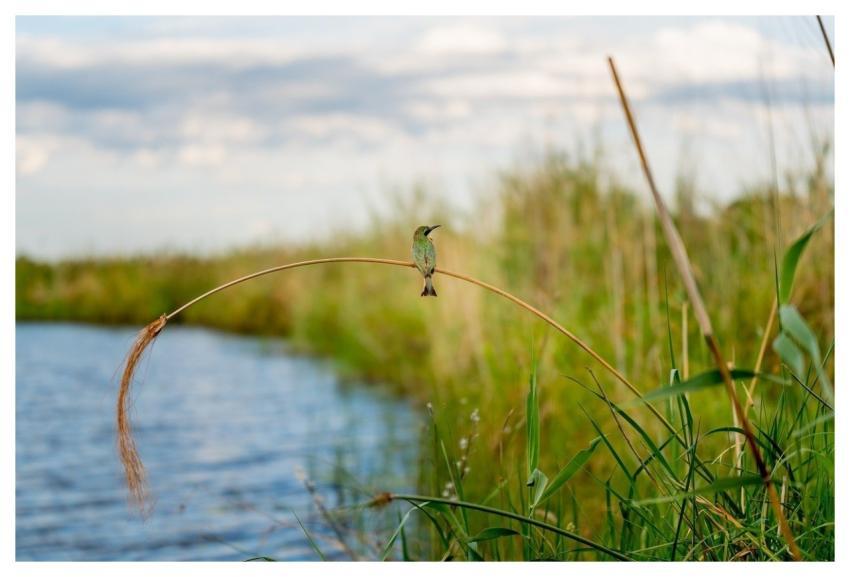 Nature Animal Water Wildlife