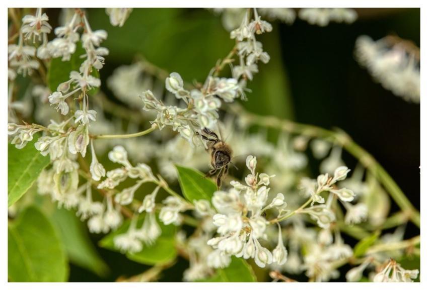 Bee Beautiful Flowers Flower Background Nature