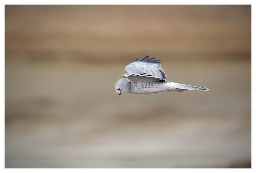 Northern Harrier Hawk Bird Animal