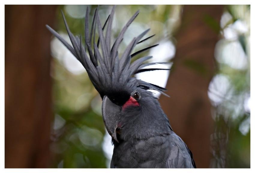 Black Cockatoo Bird Wildlife Nature