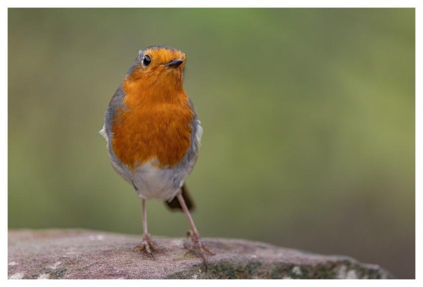 Bird Robin Nature Color