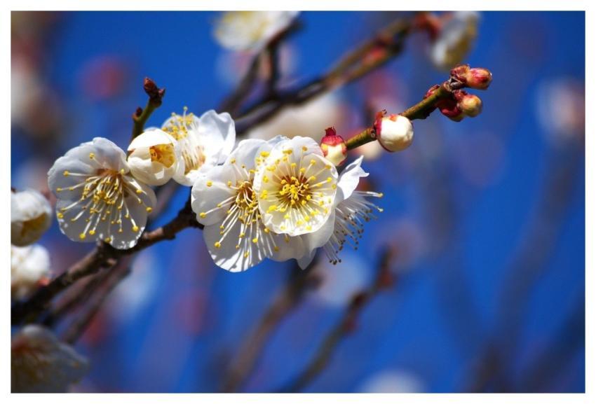 Flowers Plum White Blossoms Spring