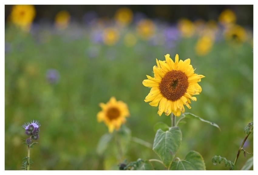 Sunflower Flower Floral Flowers Yellow Petals
