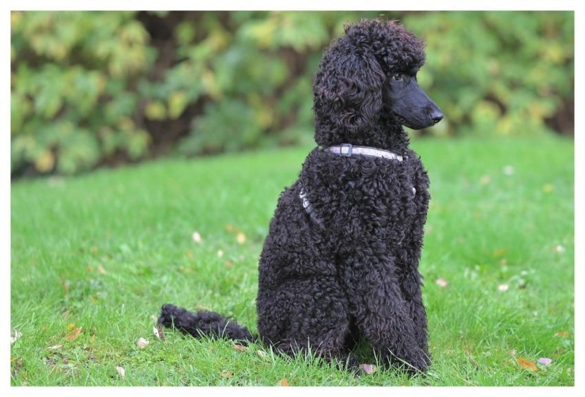 Standard Poodle Animal Large Black Poodle Dog