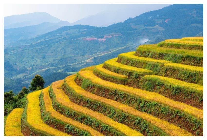 Vietnam Blind Cang Brush Terraces Mountain