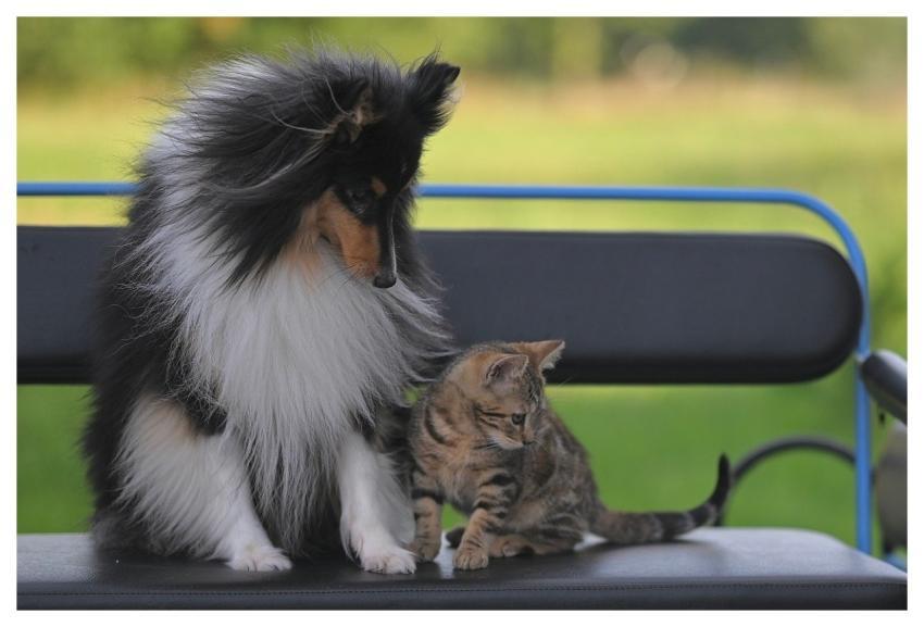 Cat Dog Animals Nature