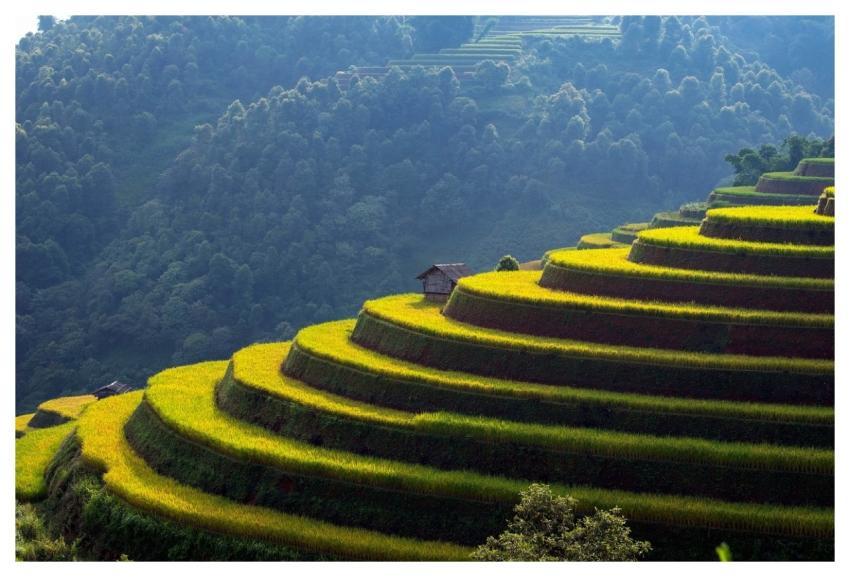 Vietnam Blind Cang Brush Terraces Mountain