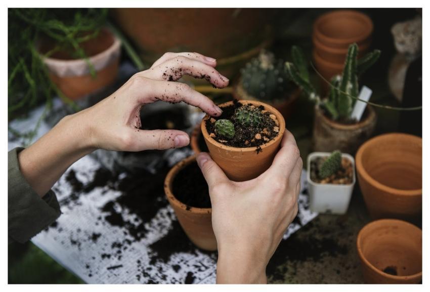 Ecology Environment Garden Gardening