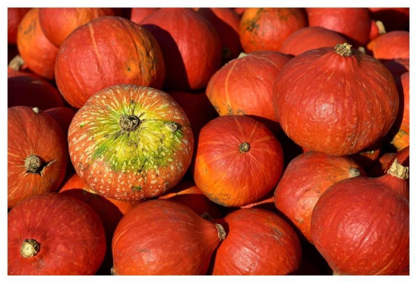 Hokkaido Pumpkin Pumpkin Harvest Vegetables