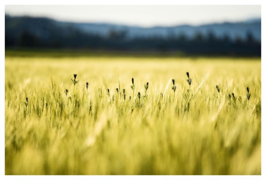 Cornfield Summer Wheat Field