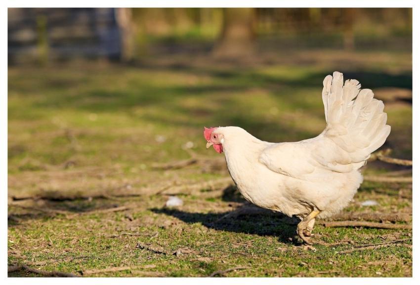 Them Chicken Poultry Bird