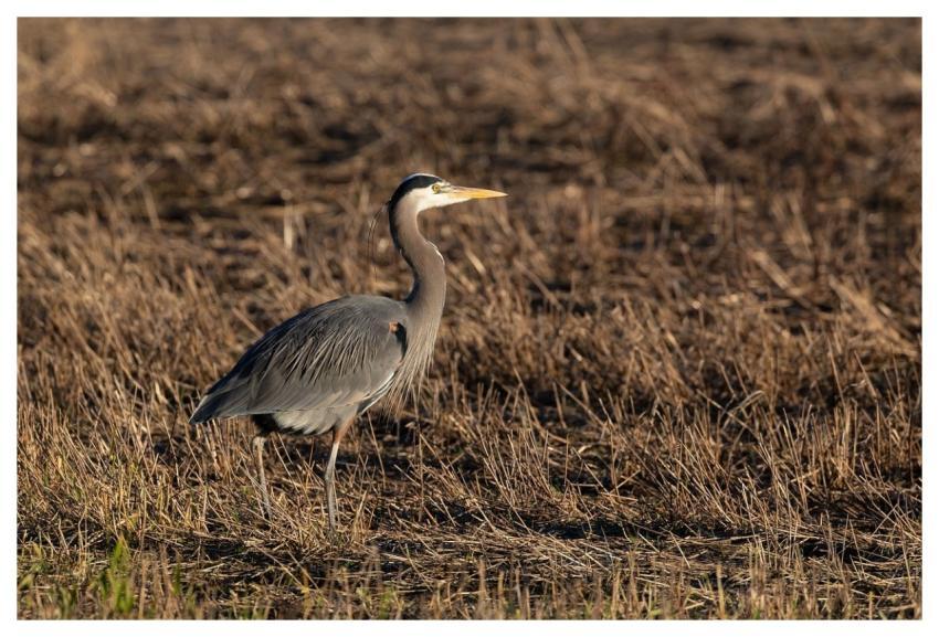 Heron Bird Nature Animal
