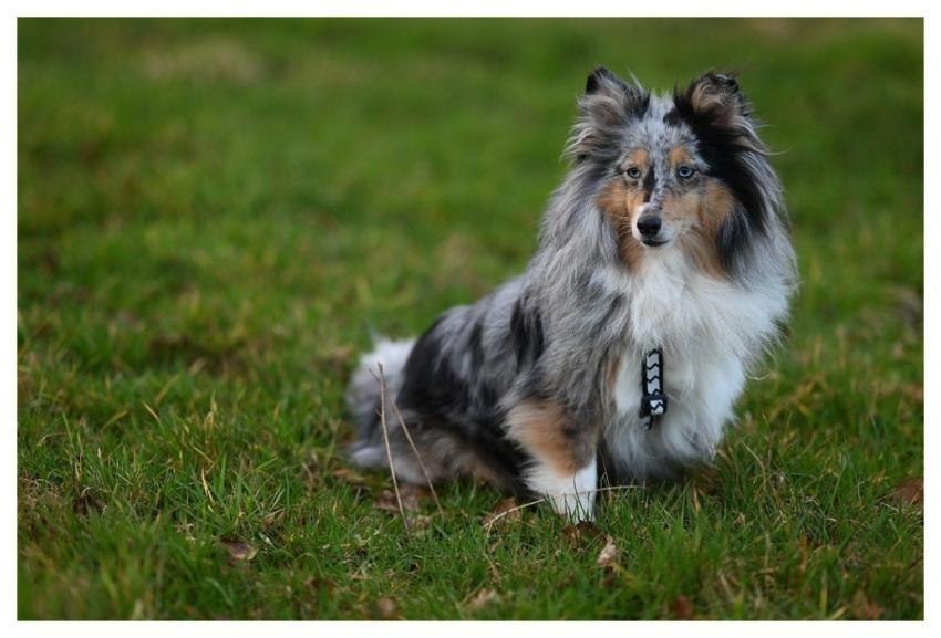 Nobility Shetland Shepherd Pet Animal Shetland Blu