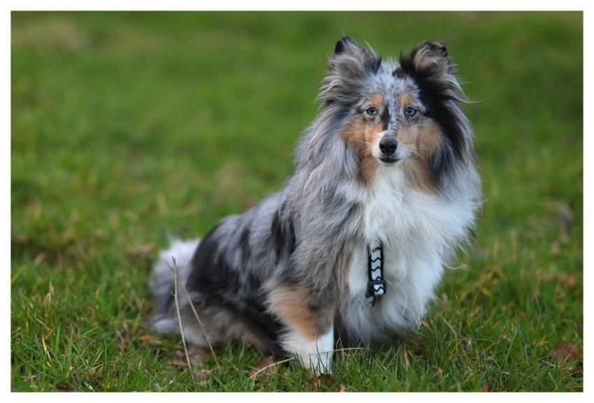 Nobility Shetland Shepherd Shetland Blue Merle Coa