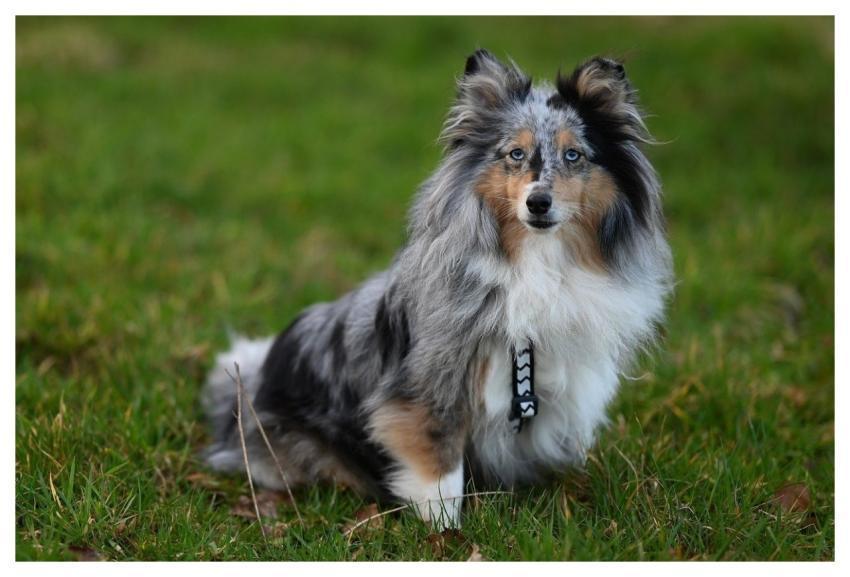 Nobility Shetland Shepherd Shetland Blue Merle Coa