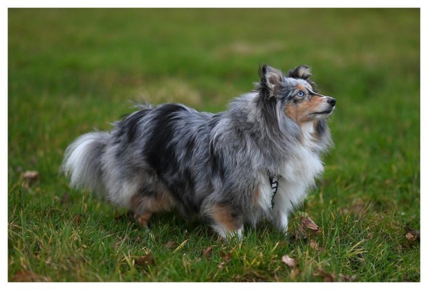 Nobility Shetland Shepherd Shetland Blue Merle Coa