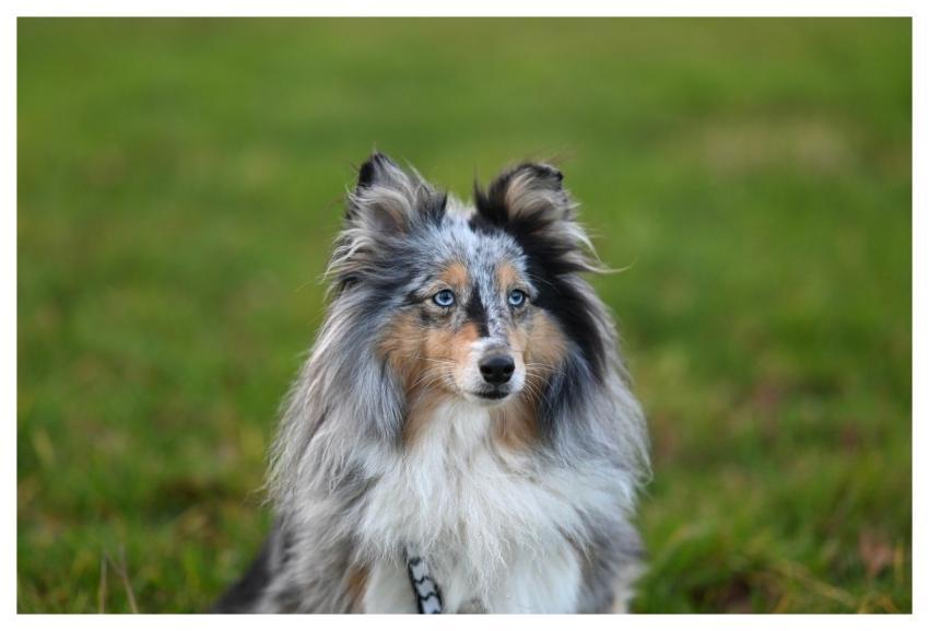 Nobility Shetland Shepherd Shetland Blue Merle Coa