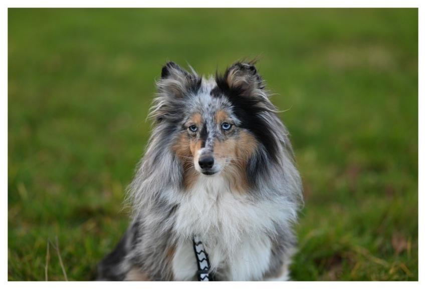 Nobility Shetland Shepherd Pet Shetland Blue Merle