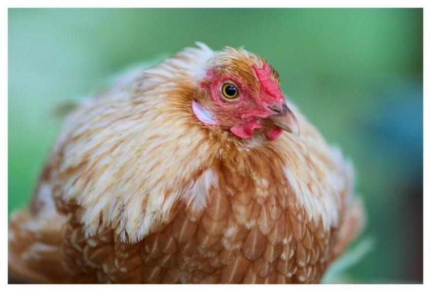 Chicken Them Poultry Bird