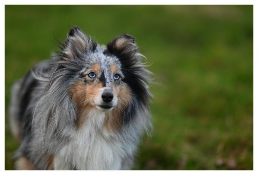 Nobility Shetland Shepherd Shetland Blue Merle Coa