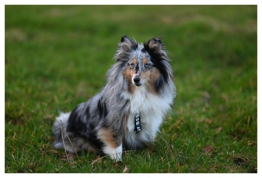 Nobility Shetland Shepherd Pet Shetland Blue Merle