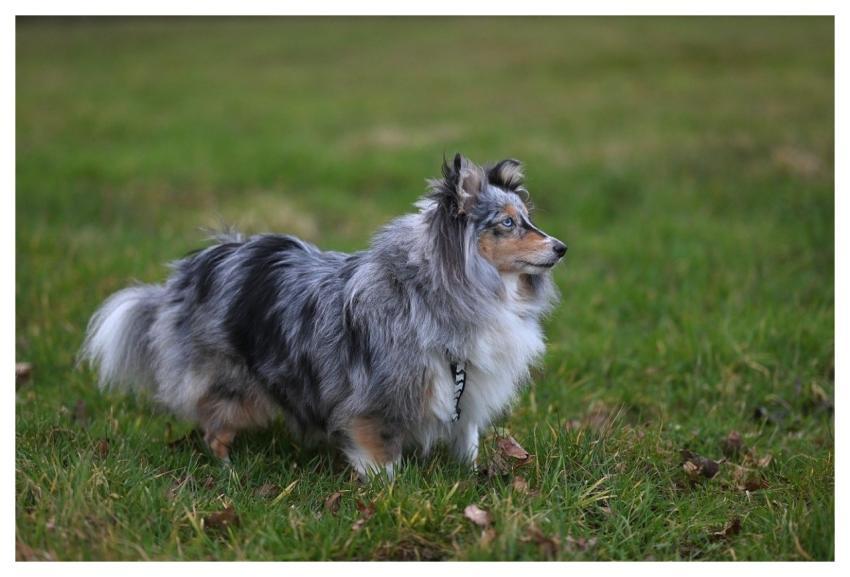 Nobility Shetland Shepherd Pet Shetland Blue Merle
