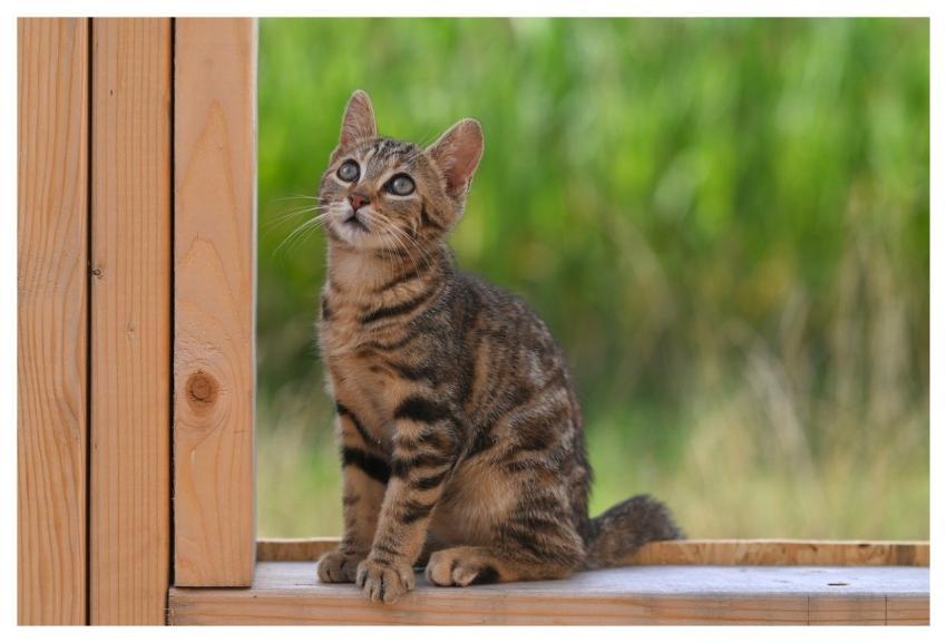 Mila Kitten Cat Feline Jaclou-Dl