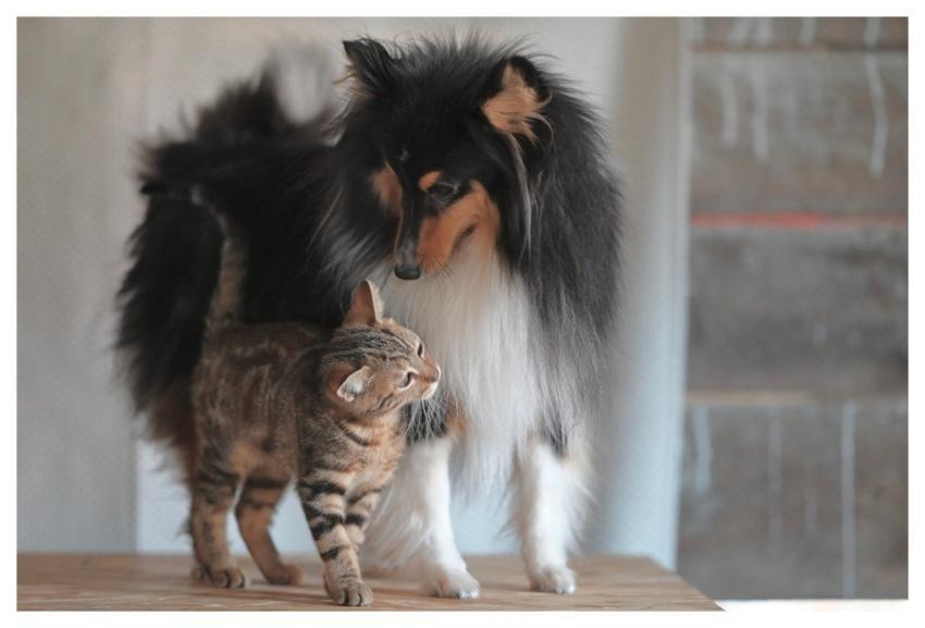 Dog Cat Kitten Shetland Sheepdog Stuart Canine
