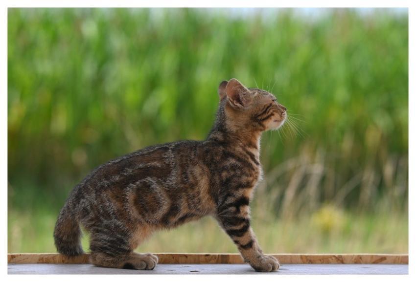 Mila Kitten Cat Feline Jaclou-Dl