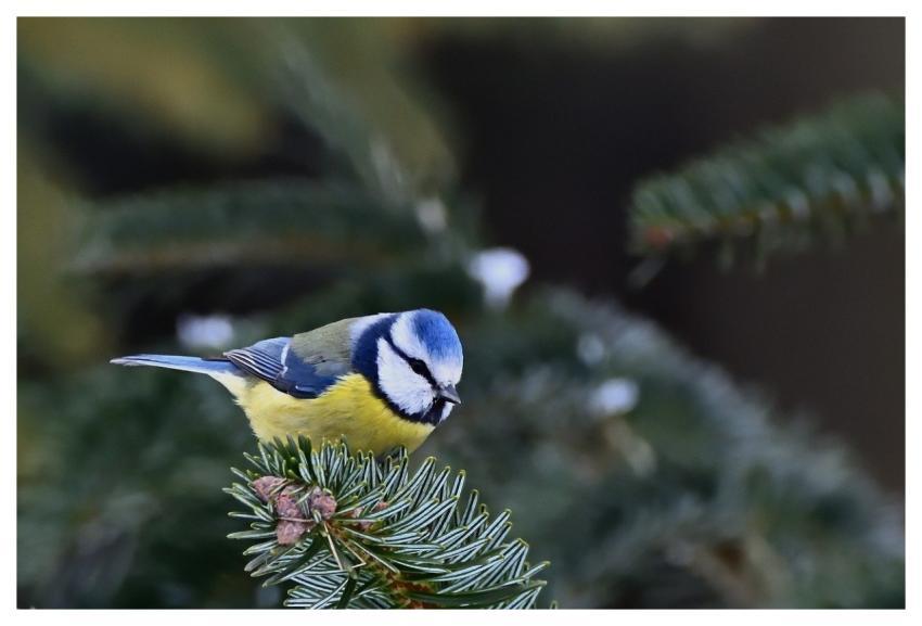 Blue Tit Winter Birdwatching Branch