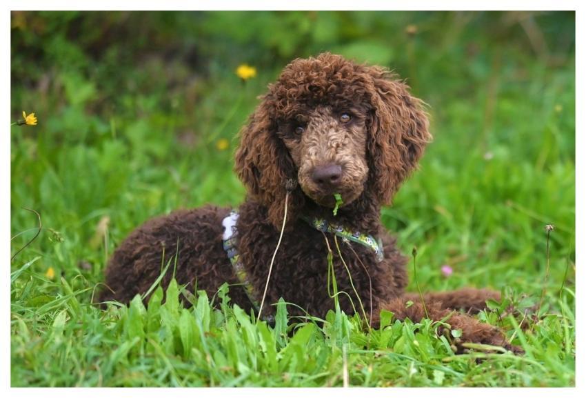 Royal Poodle Aurelio Royal Poodle Pet Large Poodle