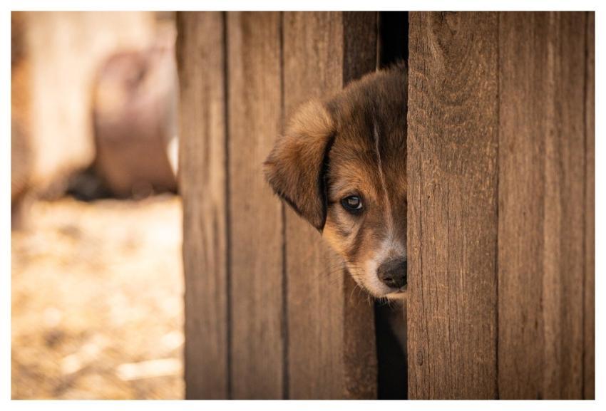 Pet Dog Adopted Adoption