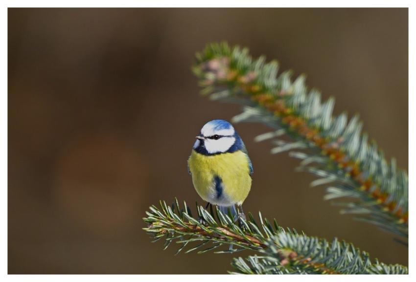 Blue Tit Bird Perched Winter