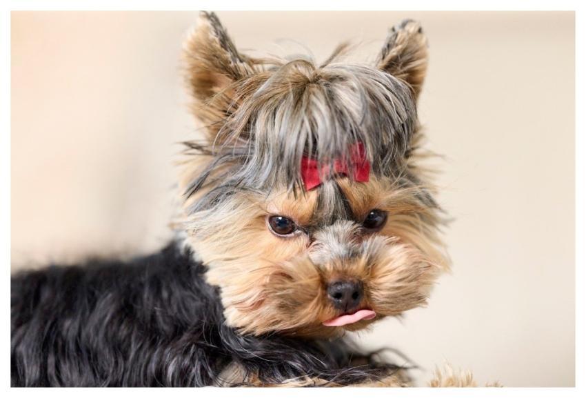 Dog Puppy Yorkshire Terrier Yorkie