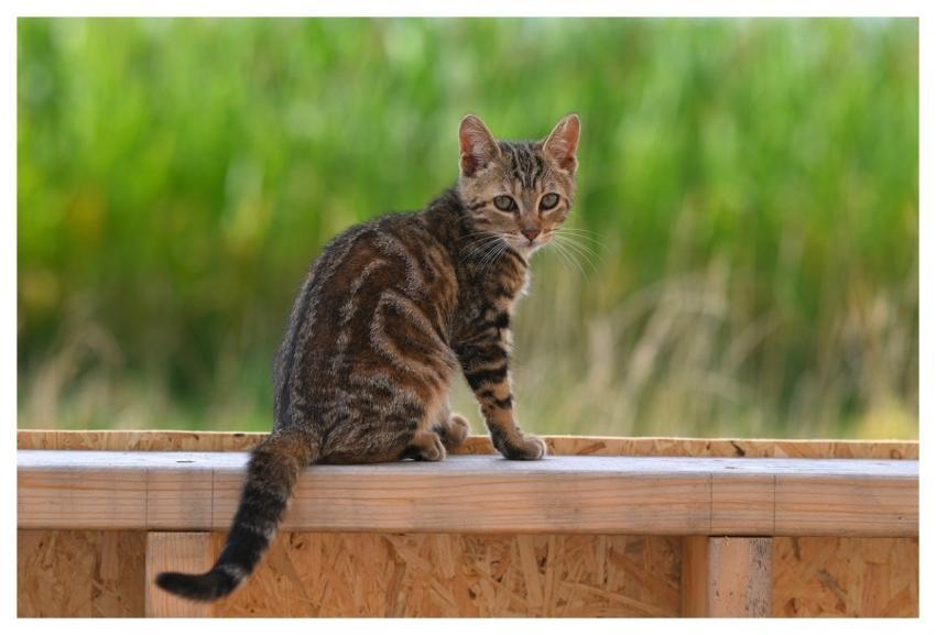 Cat Animal Mammal Cute