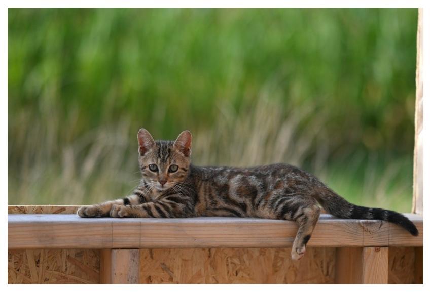 Mila Kitten Pretty Kitty Nature Animal