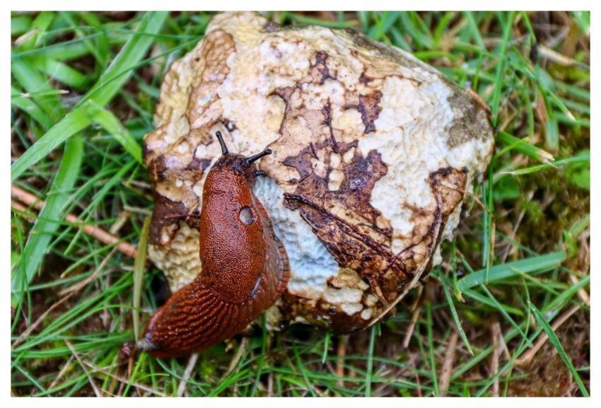 Snail Red-Brown Wolf Down Mushroom