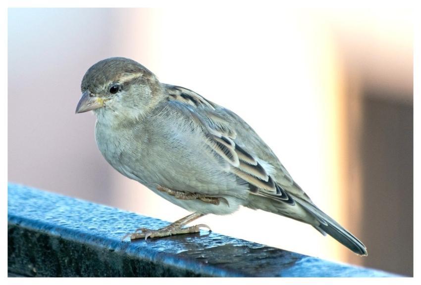 Sparrow Bird House Sparrow Sparrow Bird