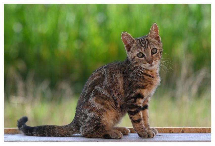 Mila Kitten Cat Feline Mammal