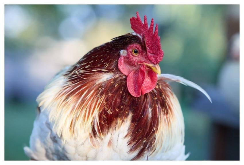 Haan Chicken Bird Poultry