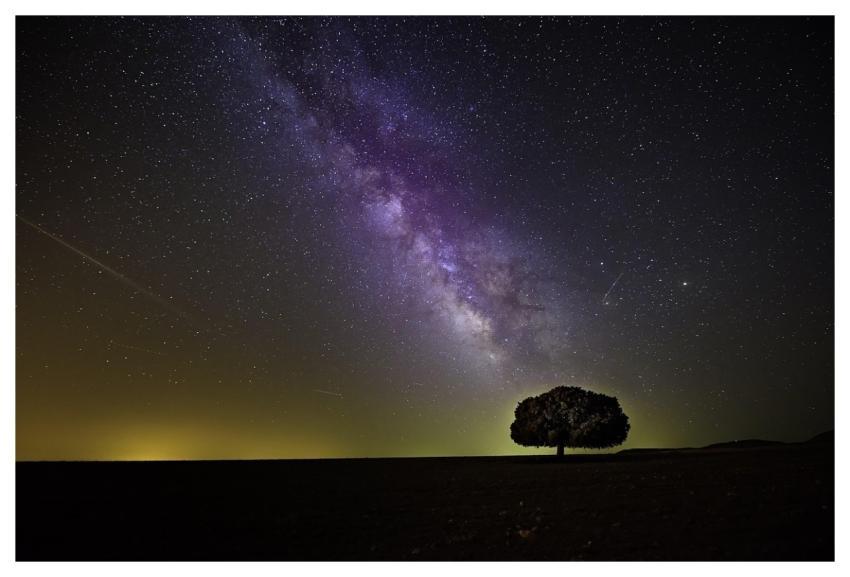 Tree Stars Night Night Sky