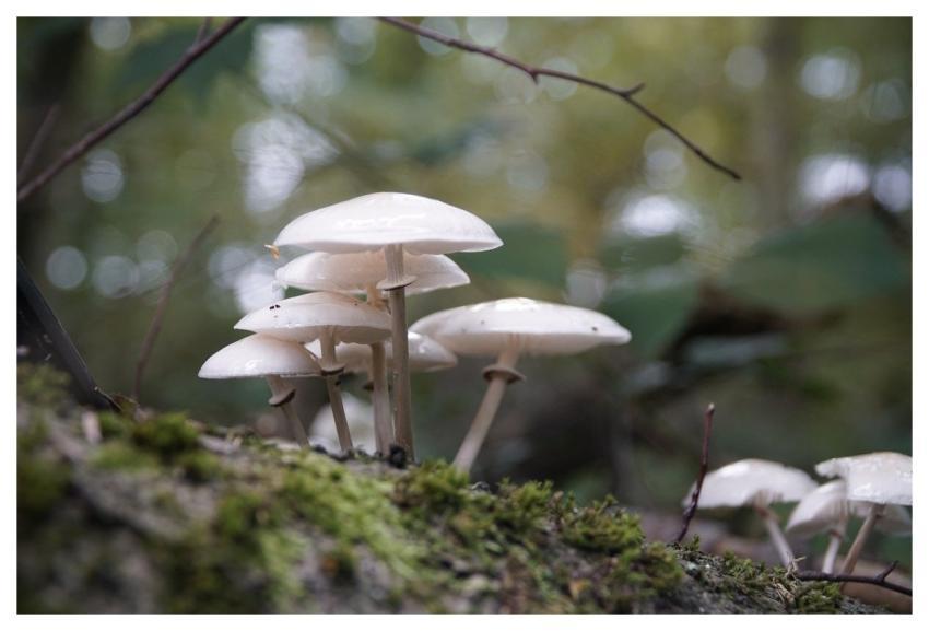 Oudemansiella Mushrooms White Mushrooms Glossy