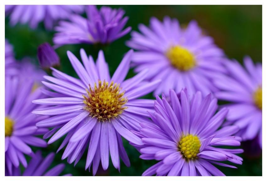 Aster Flower Autumn Violet