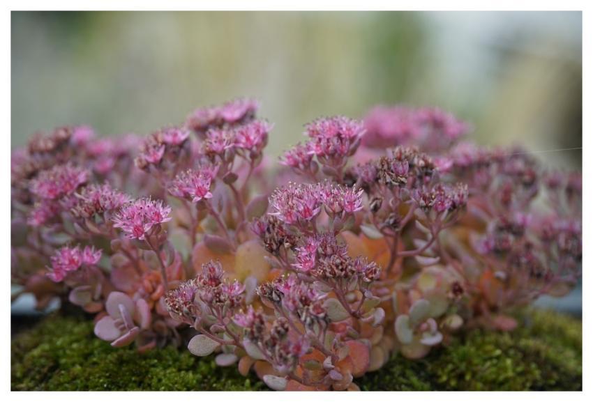 Sedum Flowers Pink Flora